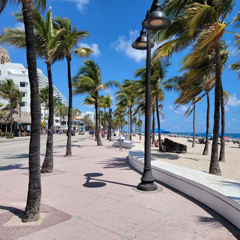 Boardwalk palms, Florida.